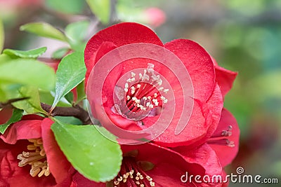 Flowering quince Chaenomeles x superba Crimson & Gold, close-up of flower Stock Photo